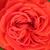 Czerwony  - Róże miniaturowe - Chica Flower Circus®